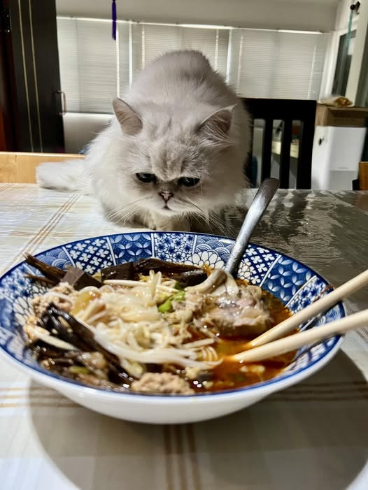 Cat Meditation on Pork Noodle 1